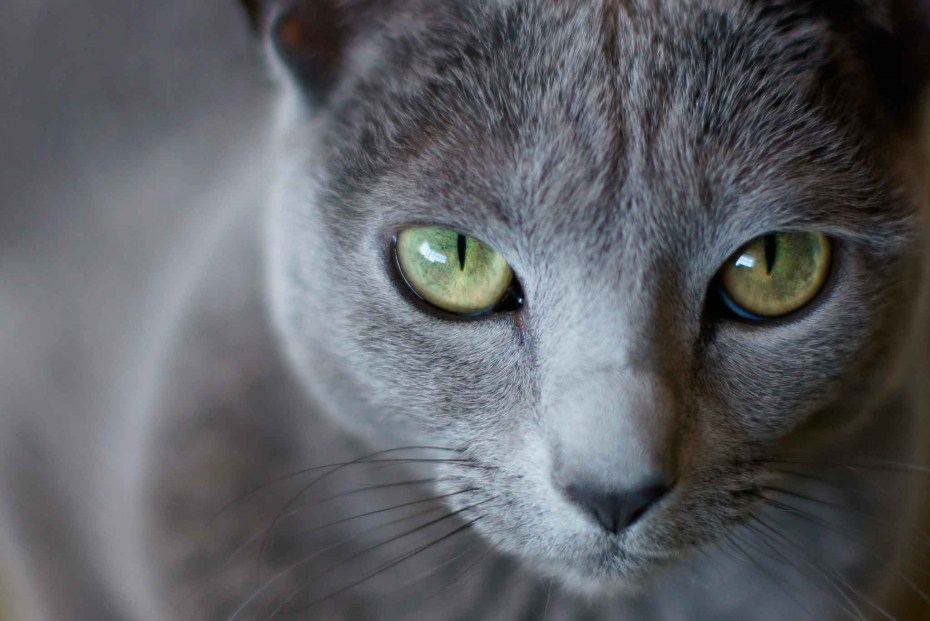 Сибирский голубая кошка короткошерстная