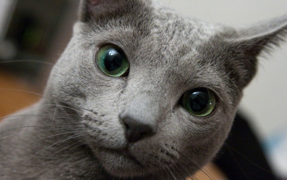 Кошка Russian Blue