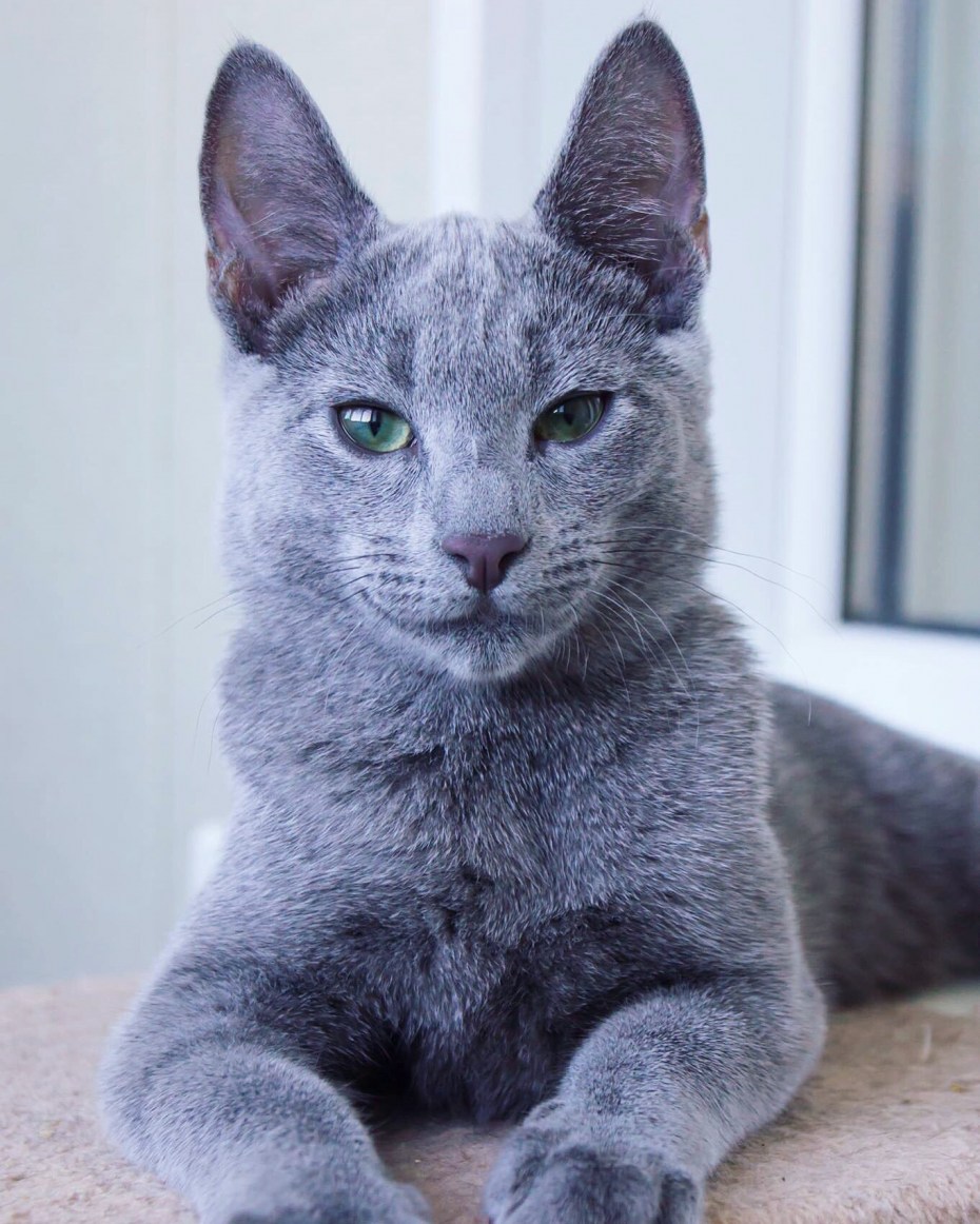 Сибирский голубая кошка короткошерстная