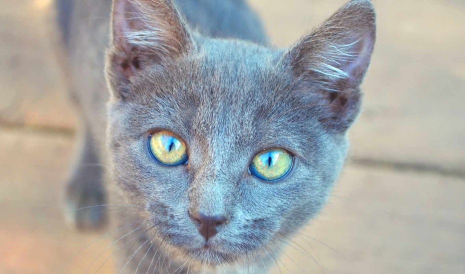 Русская голубая кошка котята