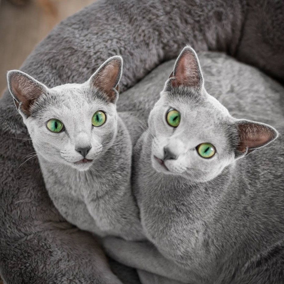 Русско голубая кошка