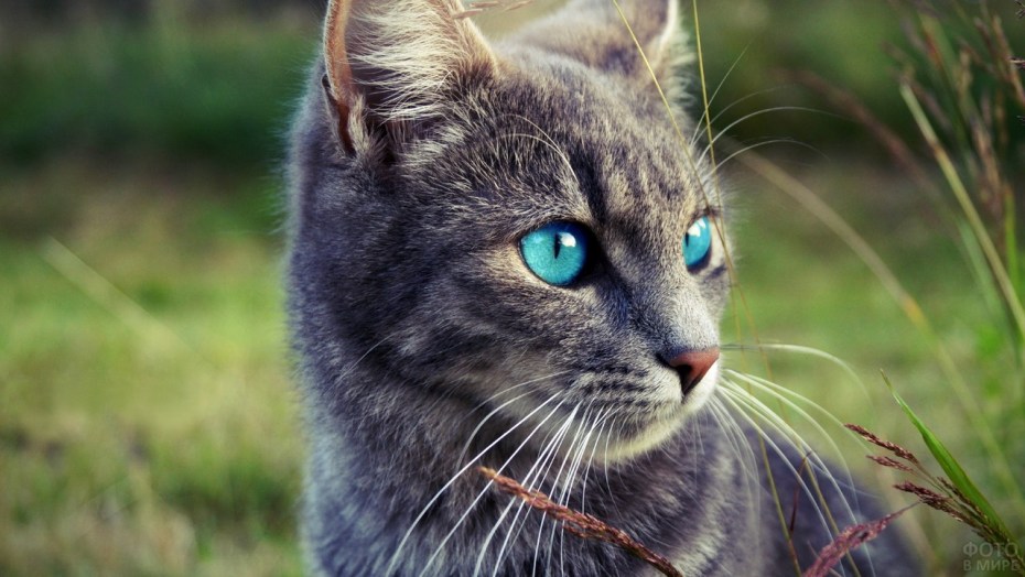 Сибирский голубая кошка короткошерстная
