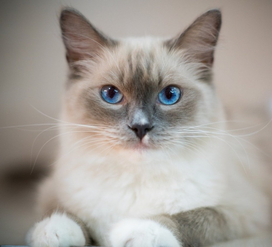 Русская голубая кошка