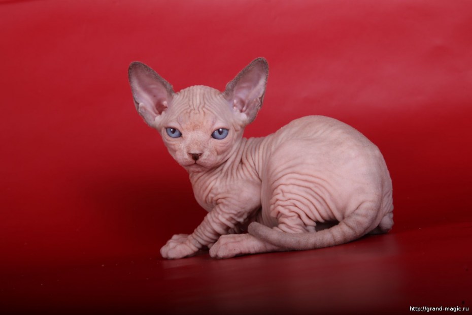 Кошки сфинксы Бамбино