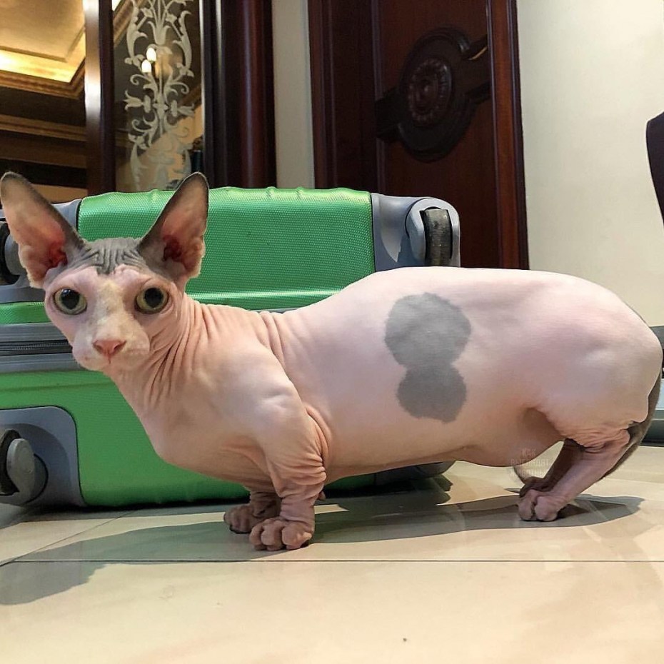 Манчкин лысый
