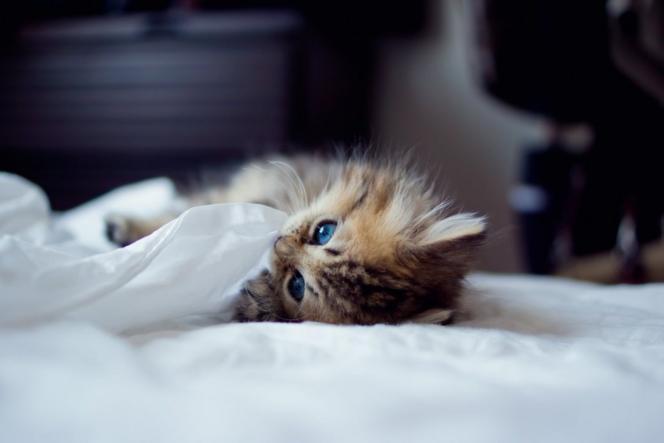 Самые милые котята