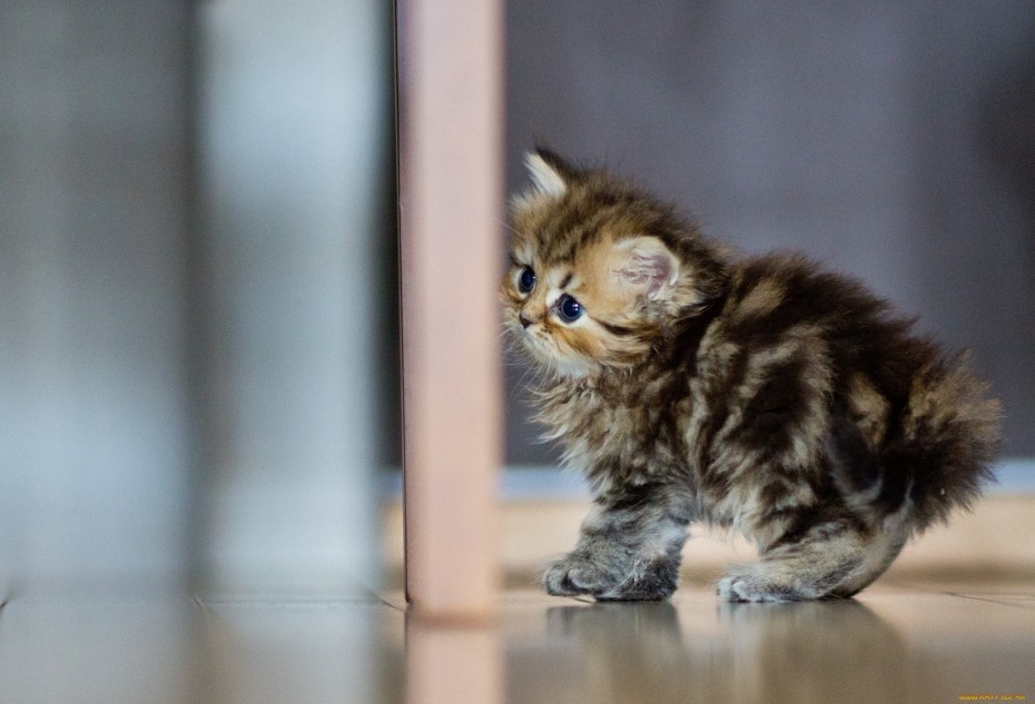 Самые милые котята в мире