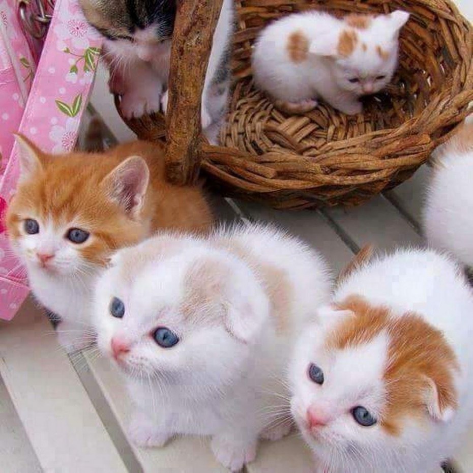 Котенок малинки