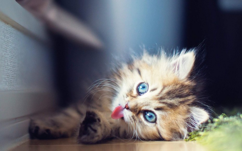 Самые милые котята