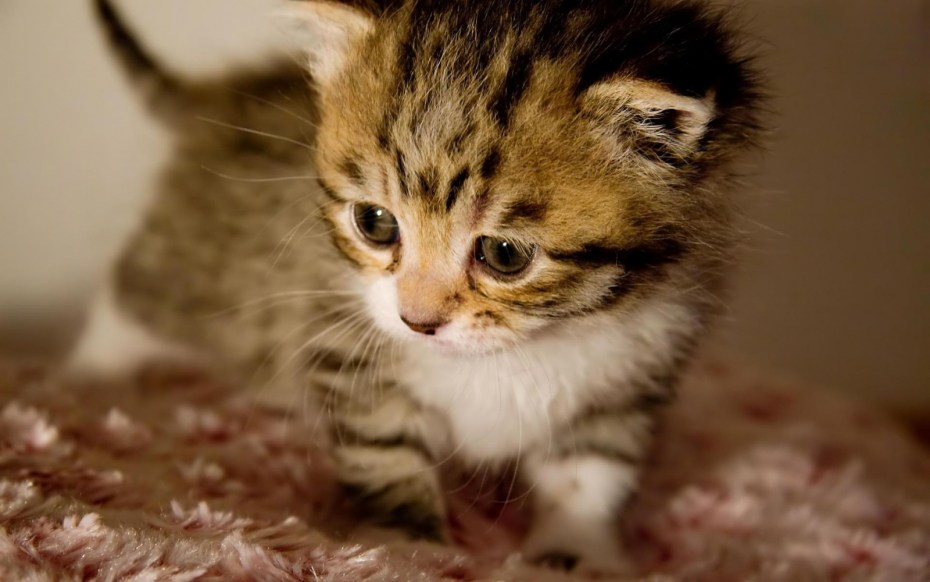 Самые милые котята в мире