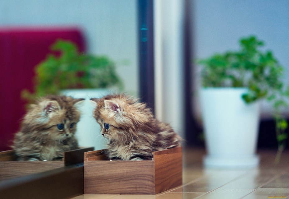 Самые милые котята в мире