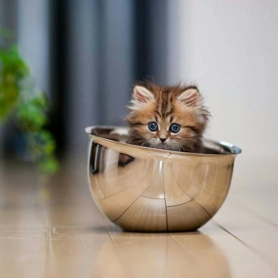Смешные котята