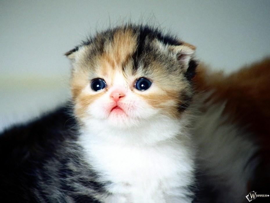 Котята милота
