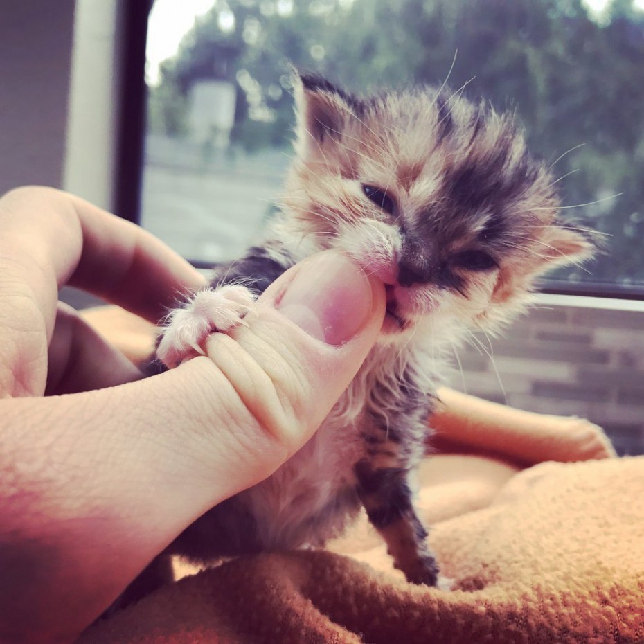 Красивые котята
