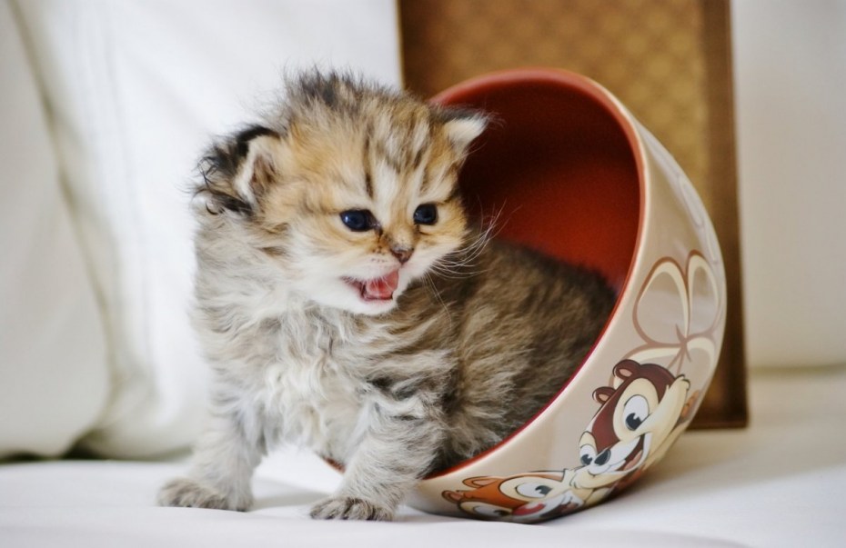 Маленький котенок