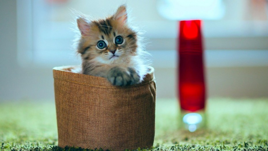 Самые милые котята