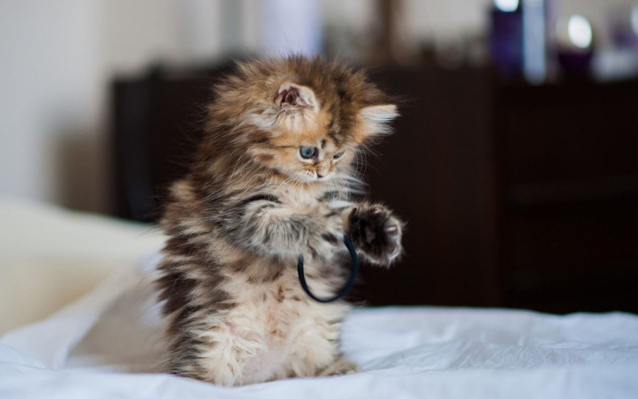 Самые миленькие котята