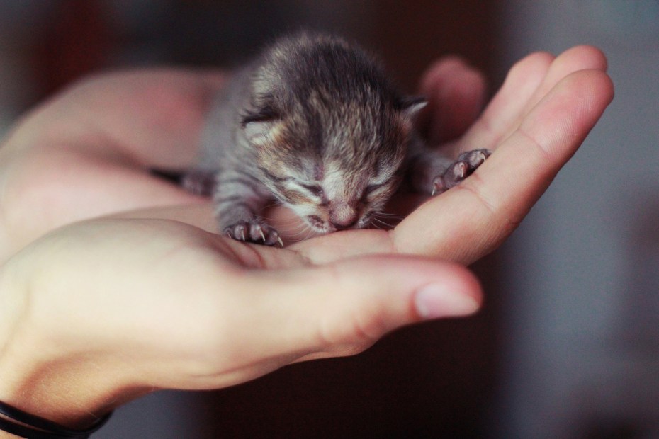 Самые милые котята
