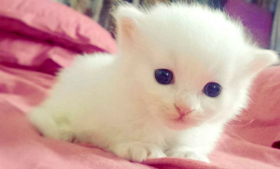 Маленький котенок