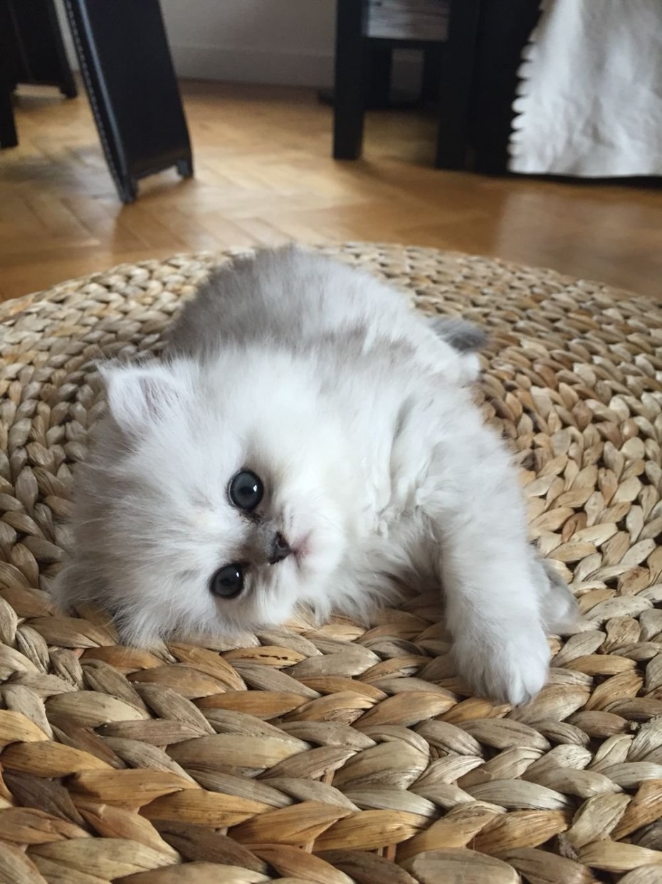 Милый кот