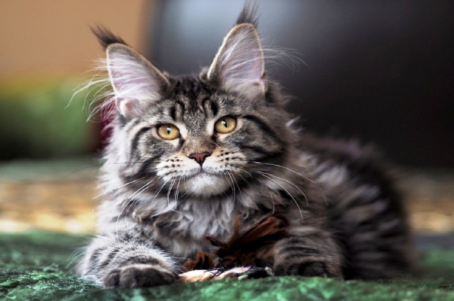 Кот Мейн кун