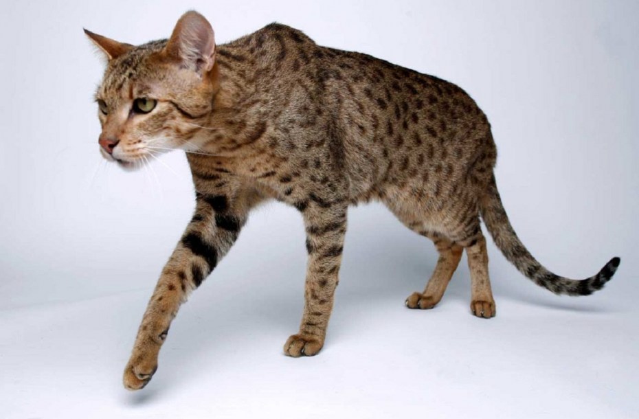 Коты породы Саванна (Ашера)