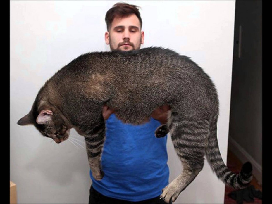 Котозавр Мурочкин