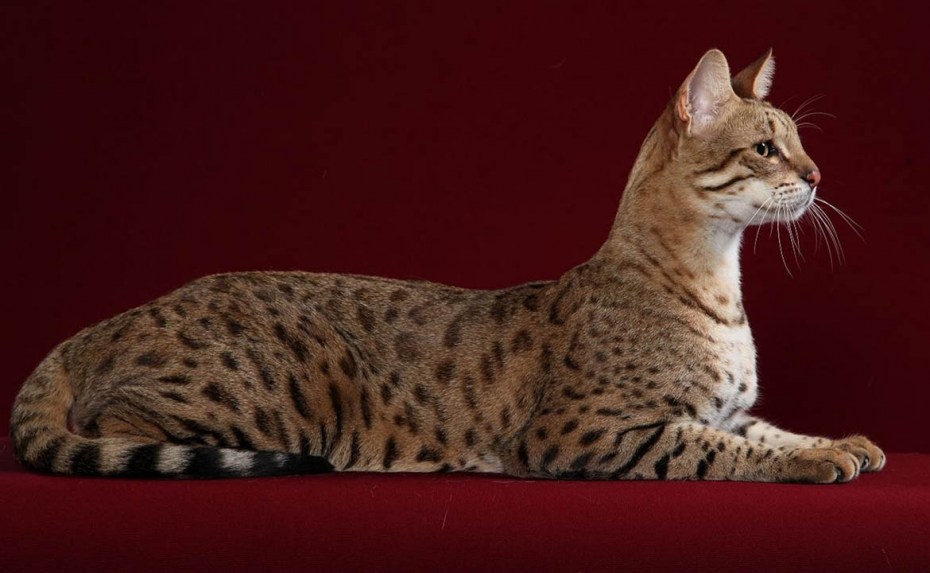 Саванна кот