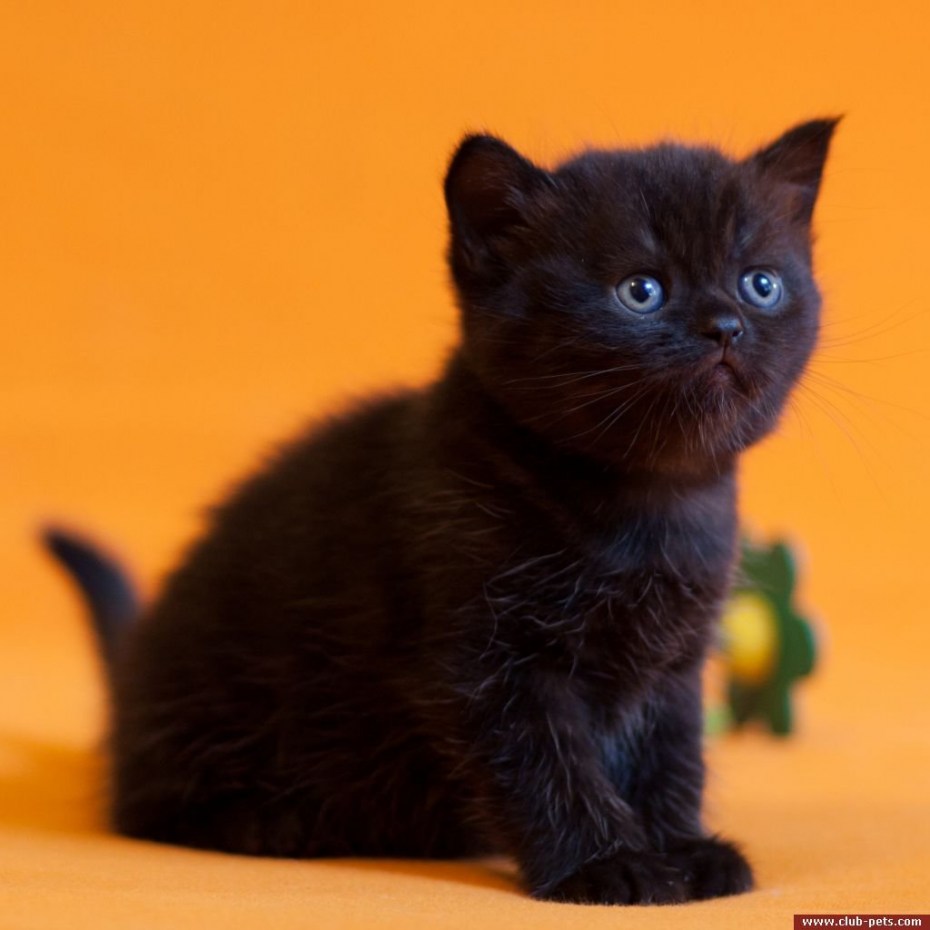 Шотландские прямоухие котята черные