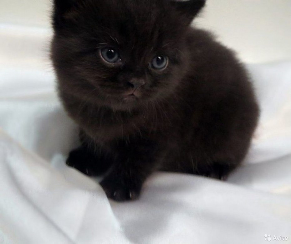 Шотландские котята страйт черный