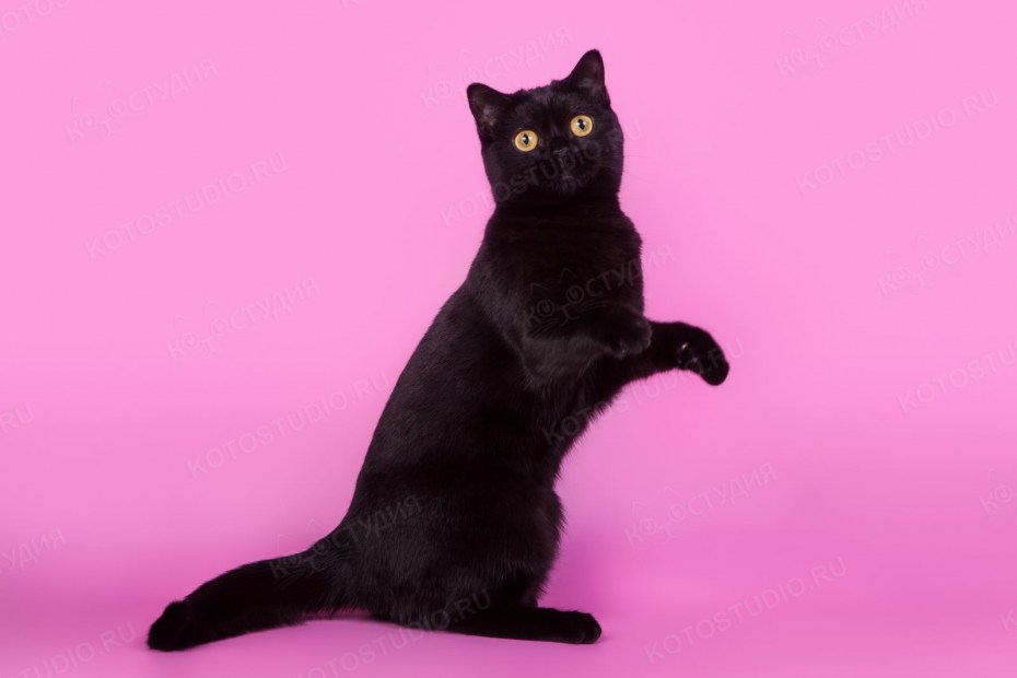 Скоттиш-страйт Шотландская вислоухая кошка черная