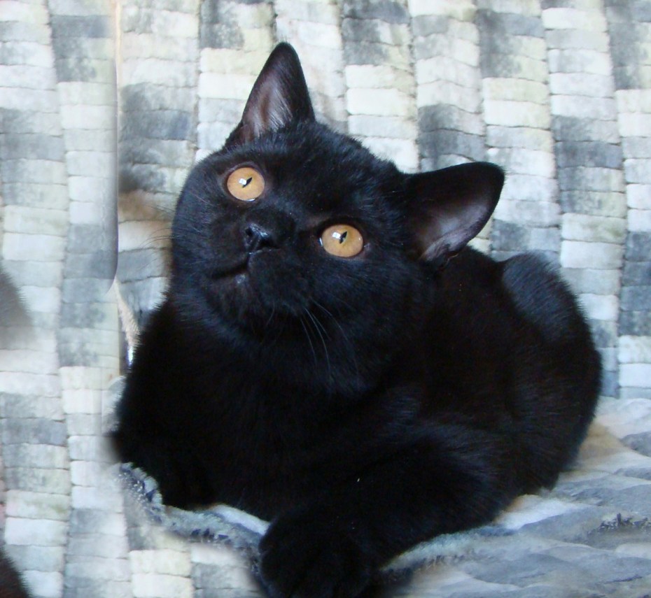 Шотландская кошка прямоухая черная