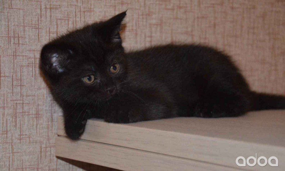 Котята породы скоттиш страйт черный окрас