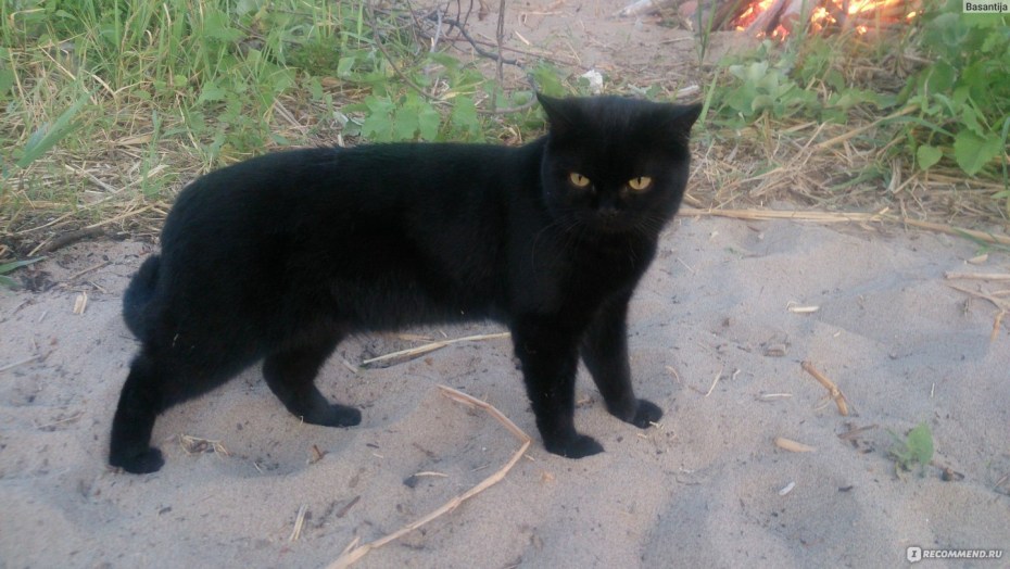 Скоттиш страйт кот черный сидит на попе