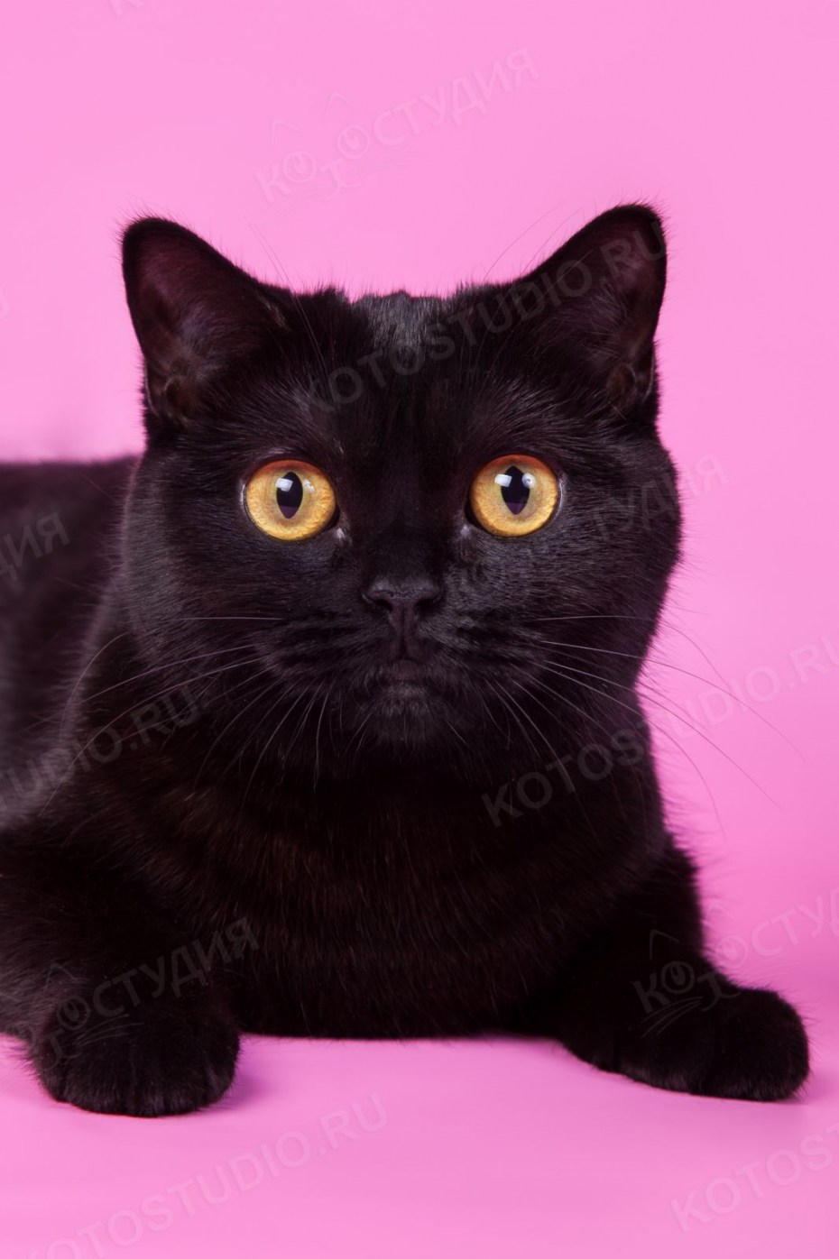 Шотландский скоттиш страйт черный