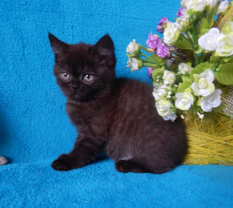 Шотландские котята страйт черный
