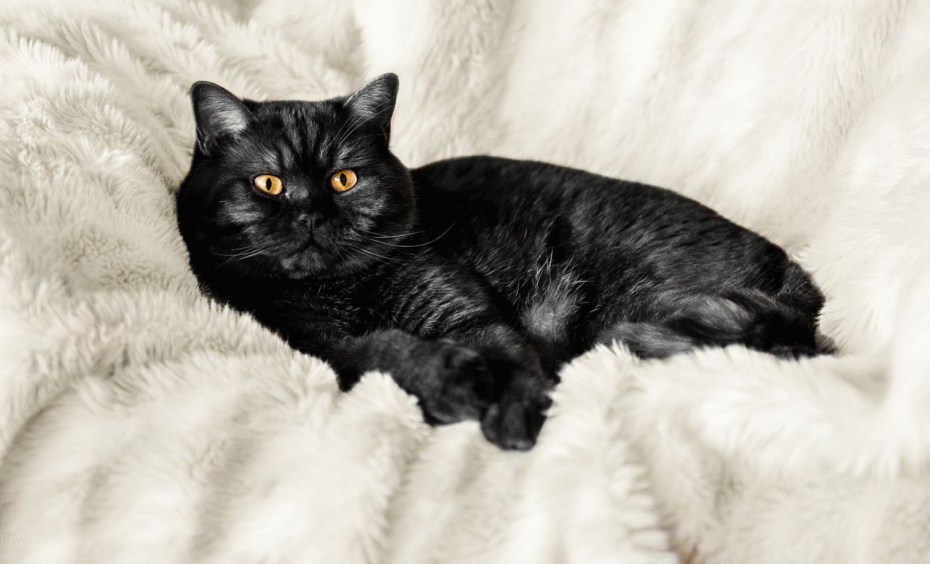 Чёрный шотландский котёнок прямоухий