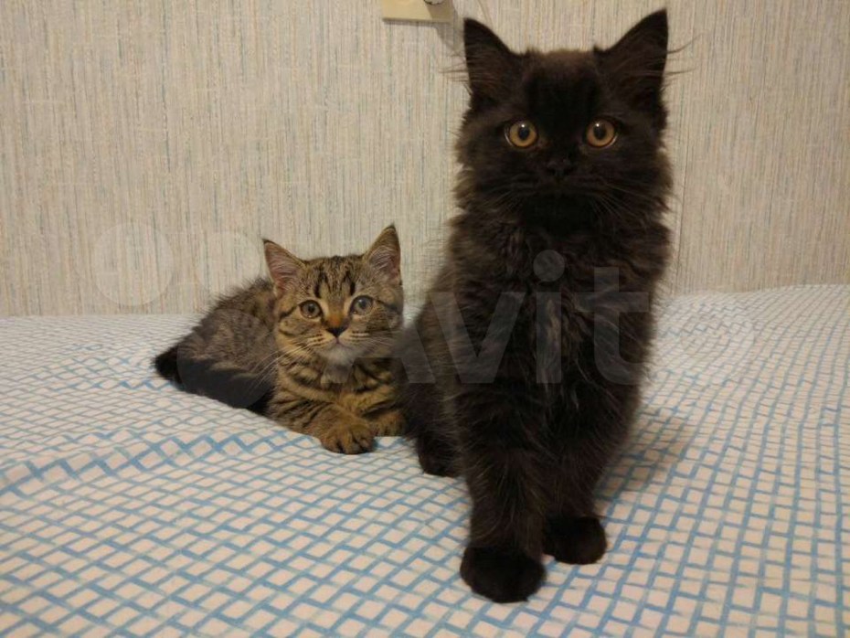 Скоттиш страйт черный