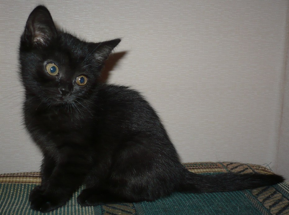 Шотландские котята страйт черный
