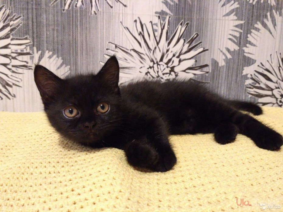 Породистый черный котенок прямоухий