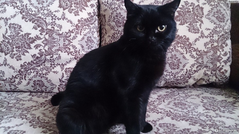 Шотландские котята скоттиш страйт черные