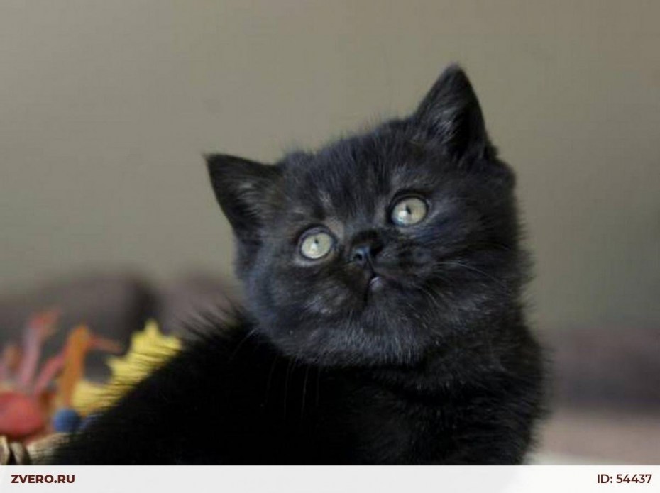 Скоттиш страйт черно белый котенок 3 месяца