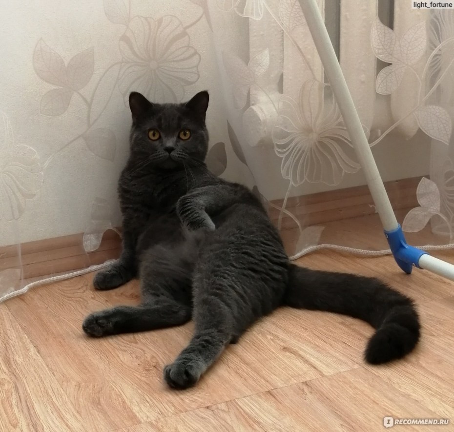 Продажа котят на досках бесплатных объявлений