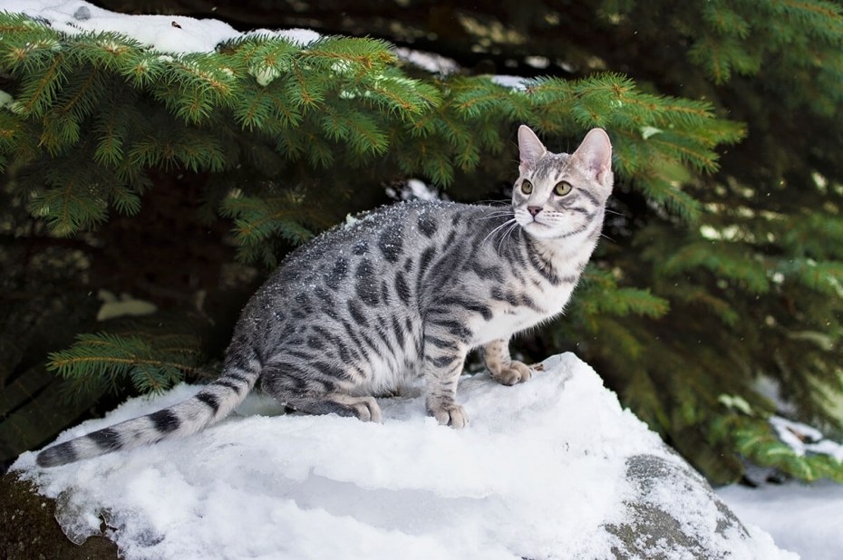 Бенгальская кошка снежный Барс