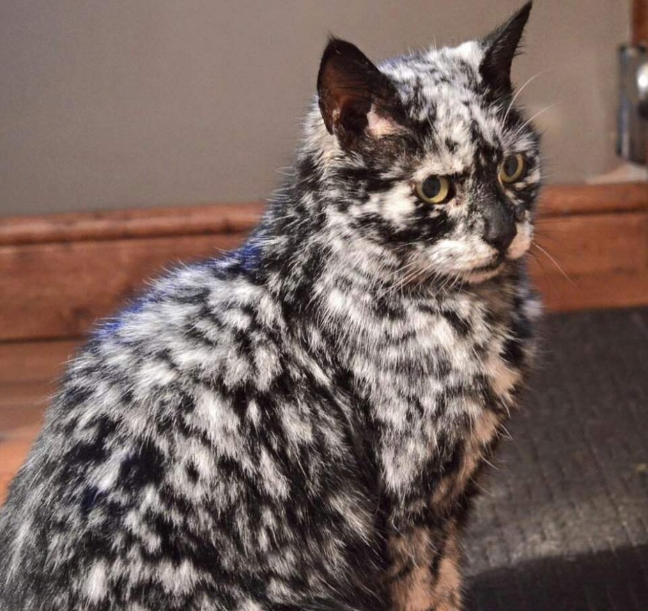 Кот Скрэппи мраморный