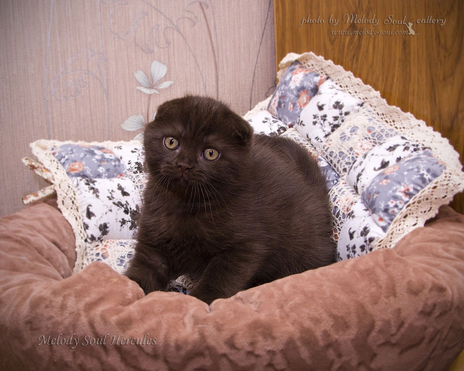 Британский кот вислоухий шоколадный