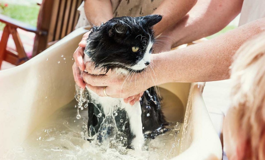 Коты плавают в воде