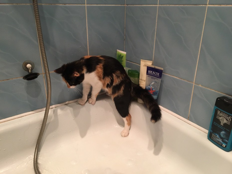 Мытье кота