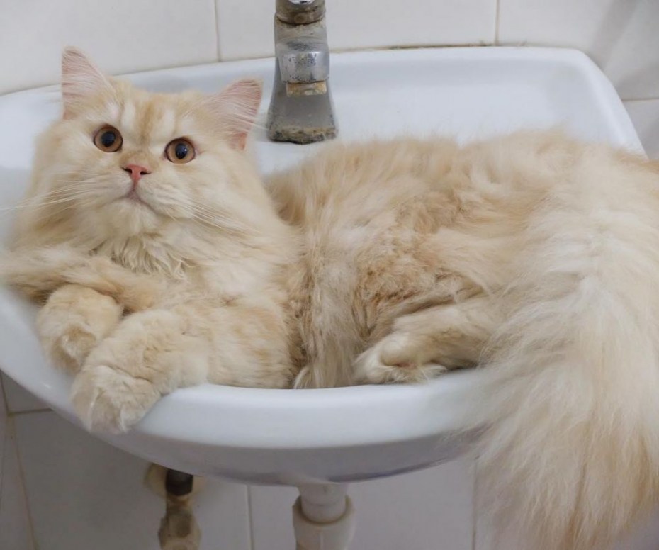 Купание кота в ванной