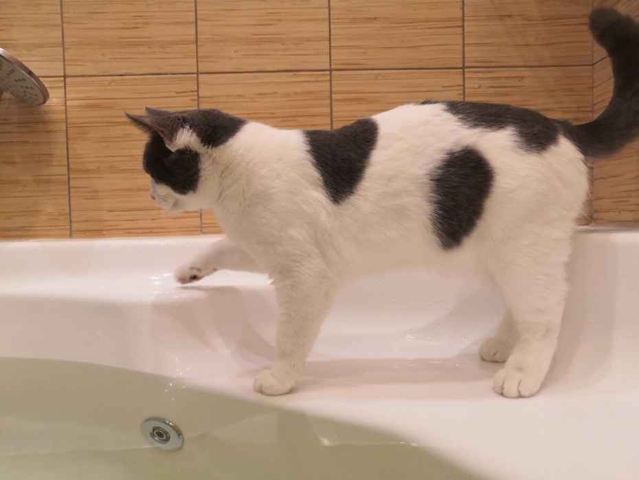 Коты которые любят купаться